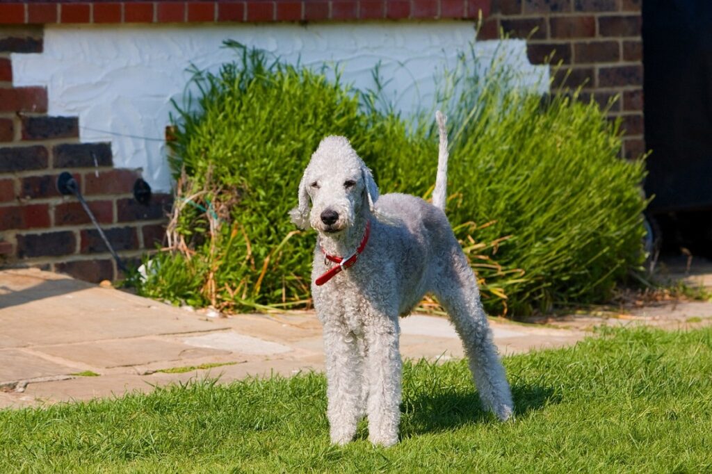 small dog breeds with long legs
