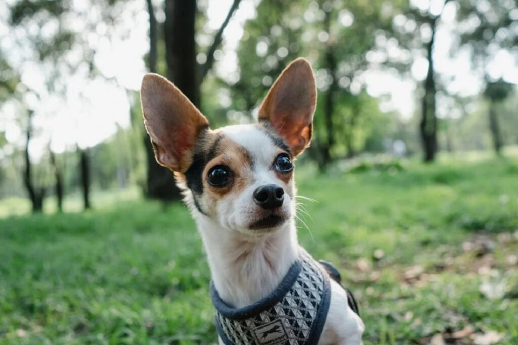 small dog with large ears
