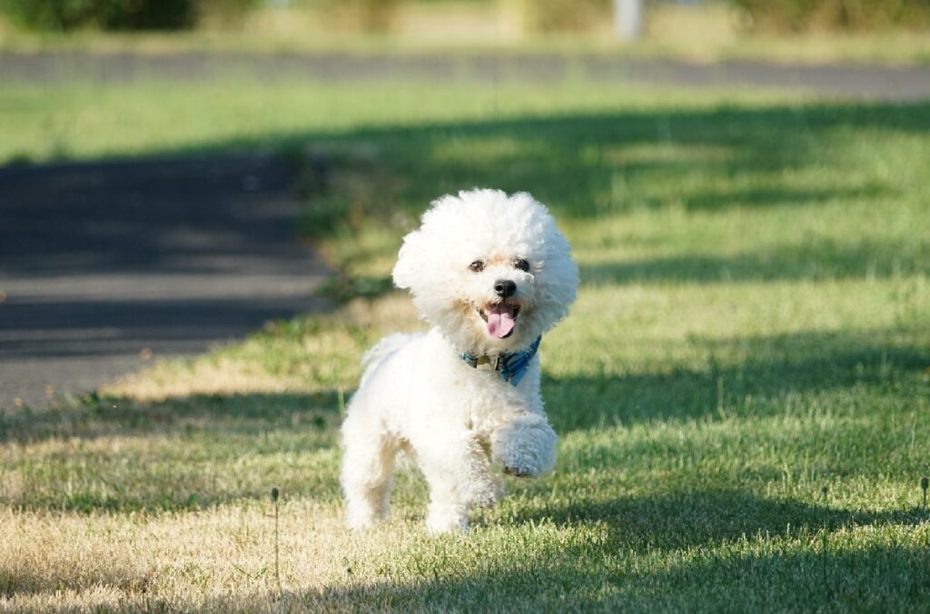 small fluffy dog breeds