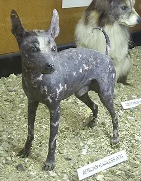 small hairless dog breeds
