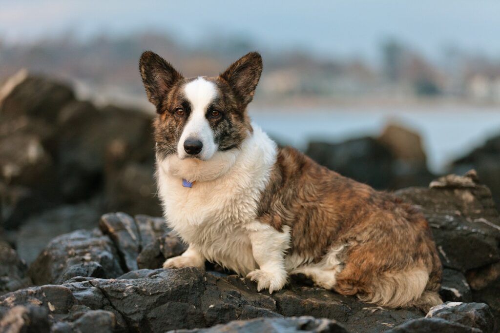 small herding dog breeds
