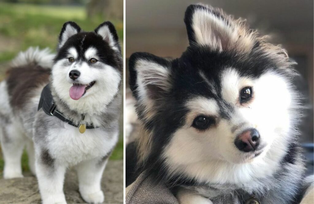 small husky breed
