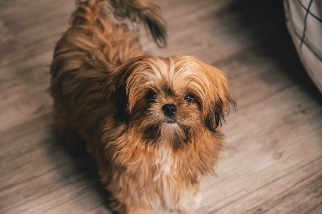 small long haired dogs
