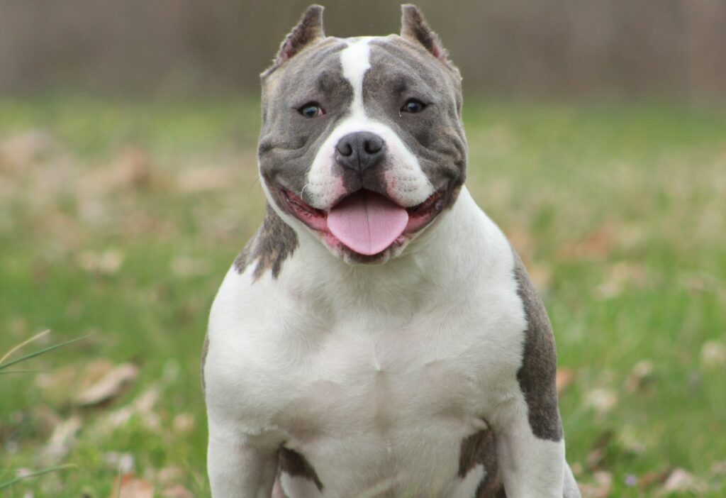 small pitbull
