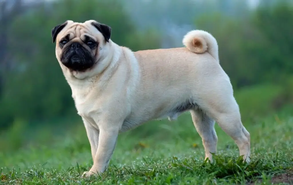 popular small dog breeds
