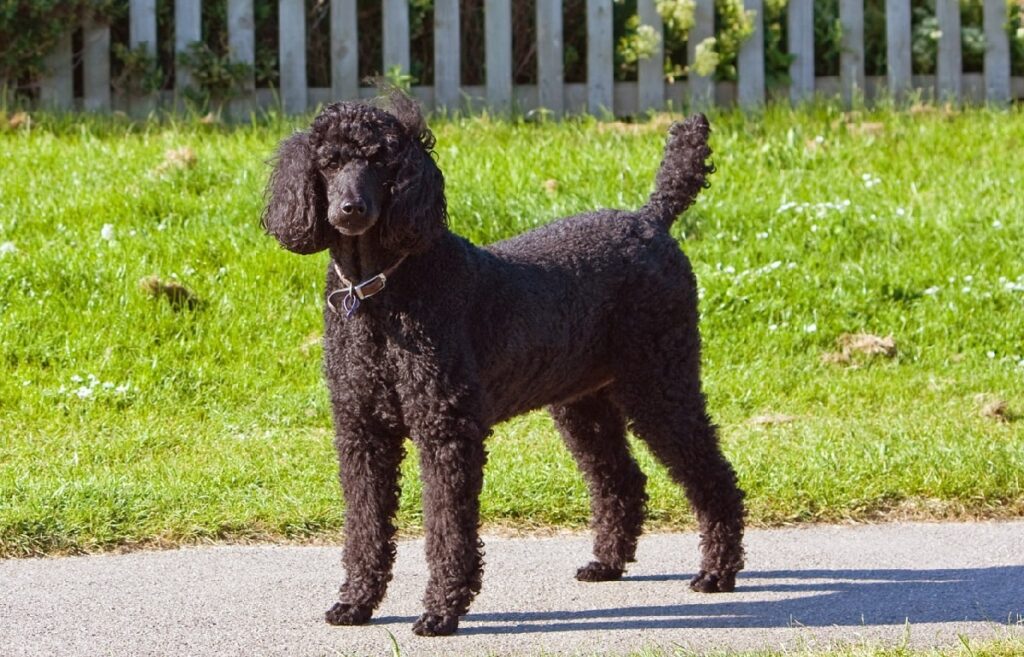 small standard poodle