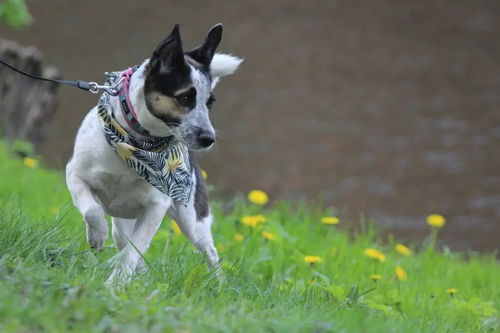 small stocky dog breeds
