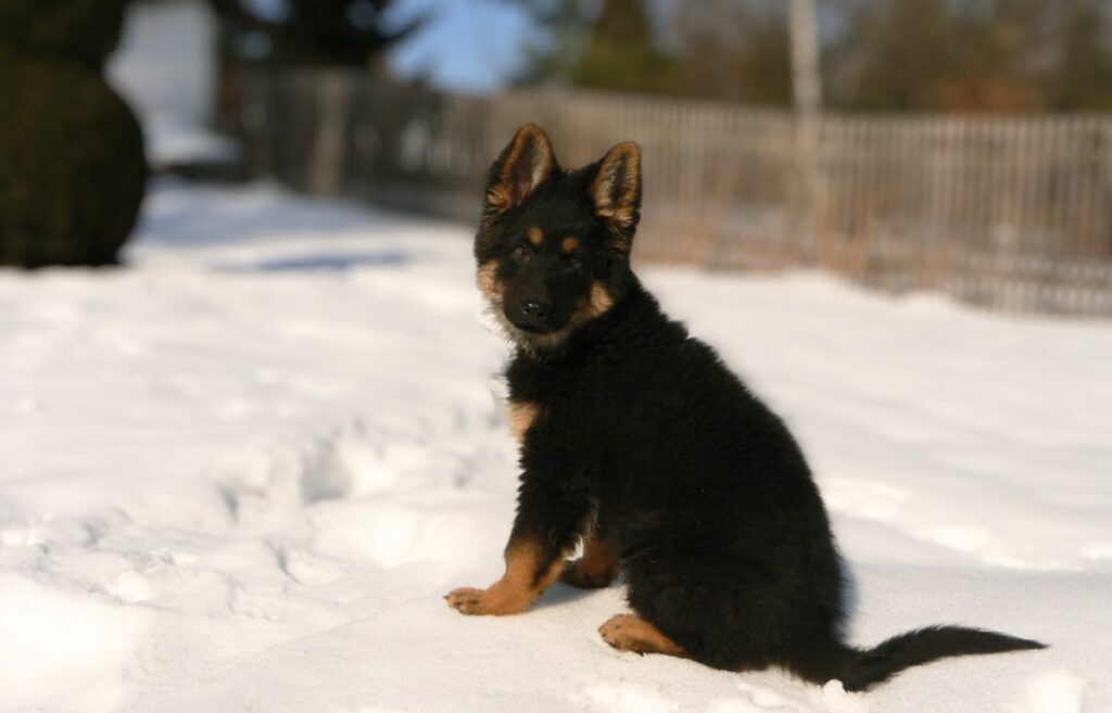 small to medium-sized dog breeds
