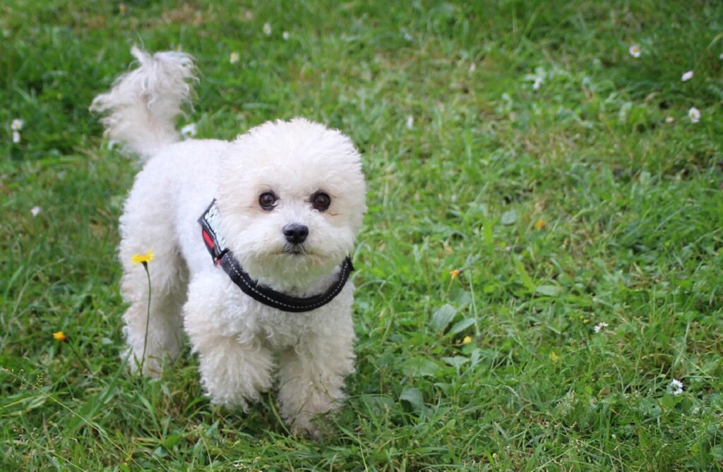 small white dog
