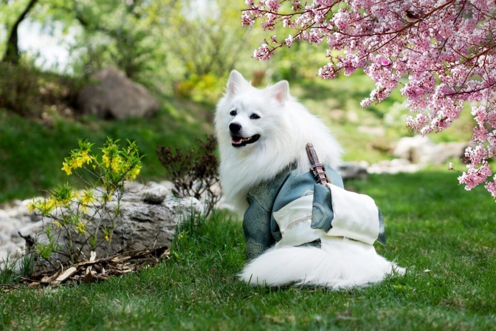 small white fluffy dog
