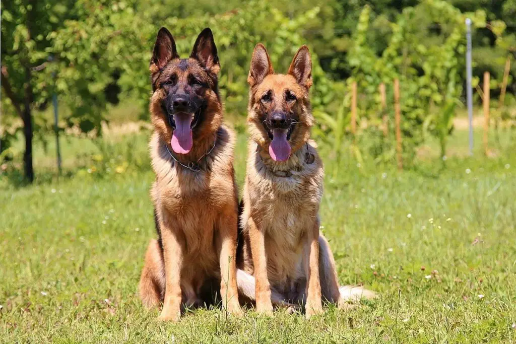 smartest dog breads