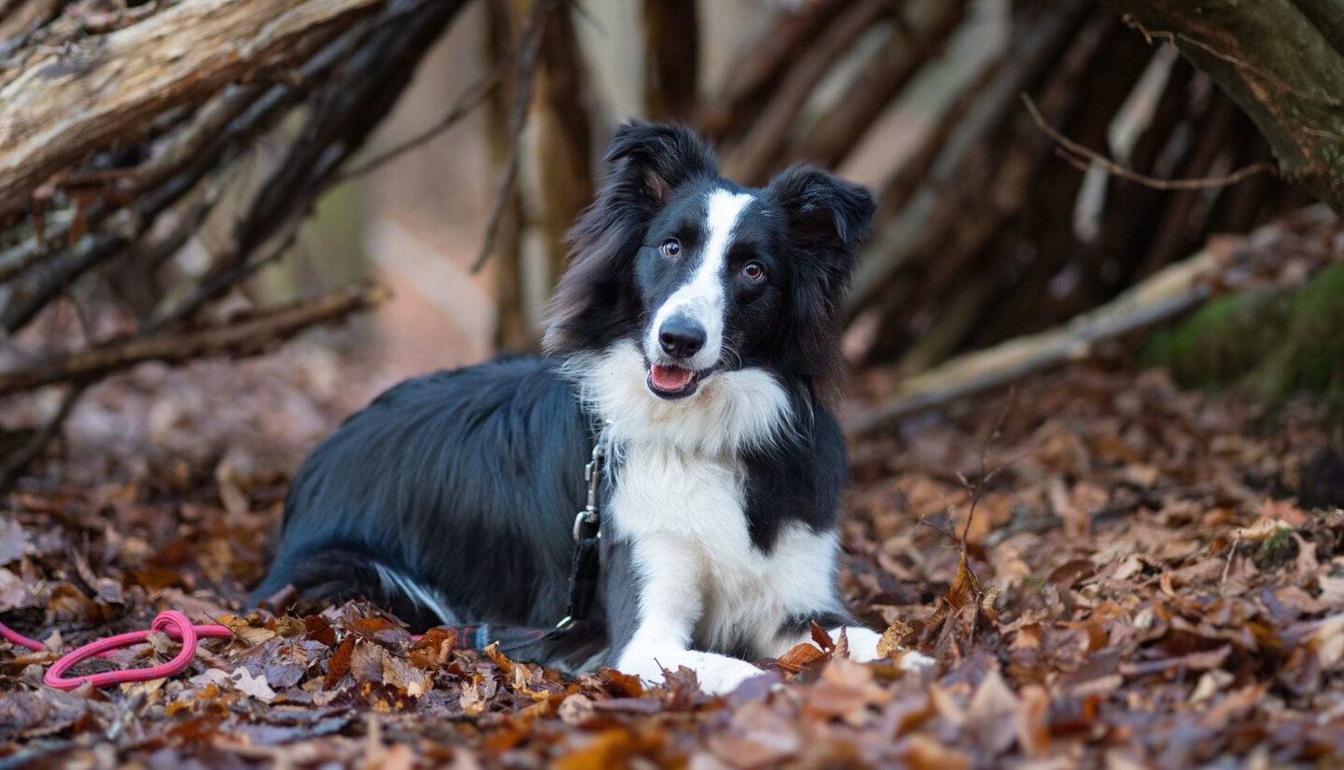 smartest dogs in the world