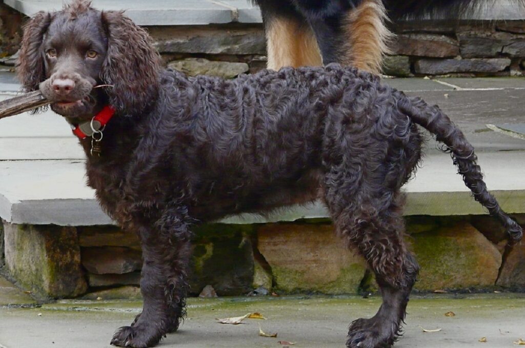 spaniel breeds
