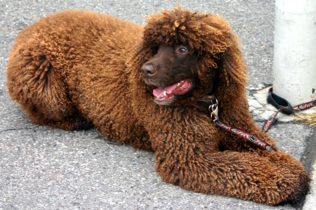 spaniel types
