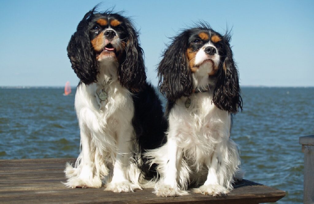 toy breed spaniels