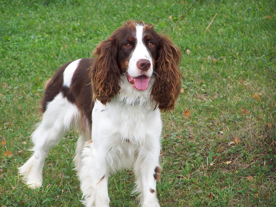 spaniels breeds list
