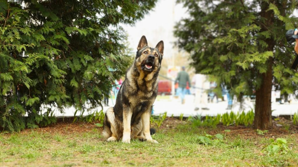 special german shepherd breeds
