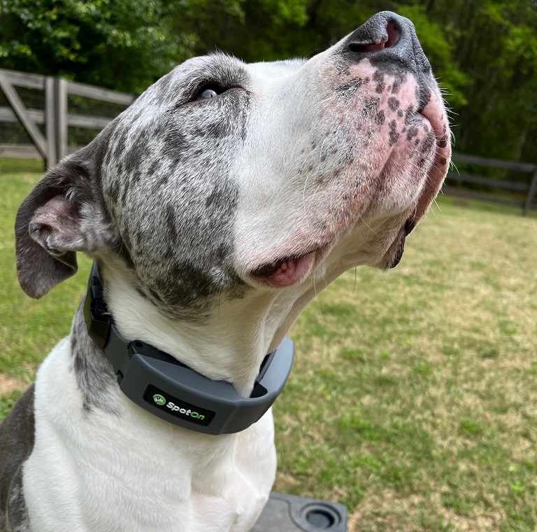 spoton smart dog collar