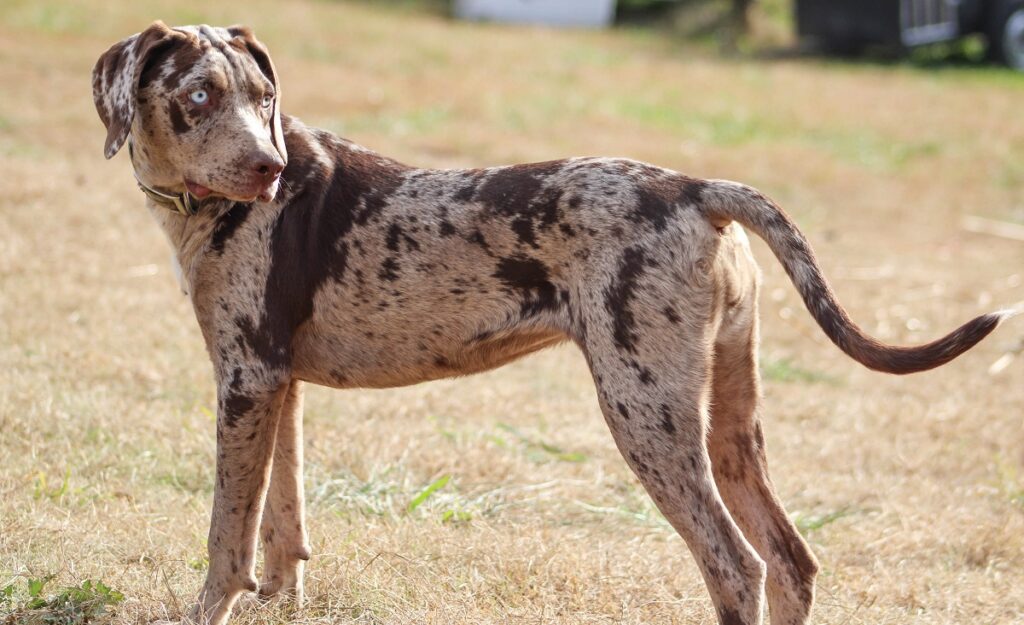 spotted hunting dog
