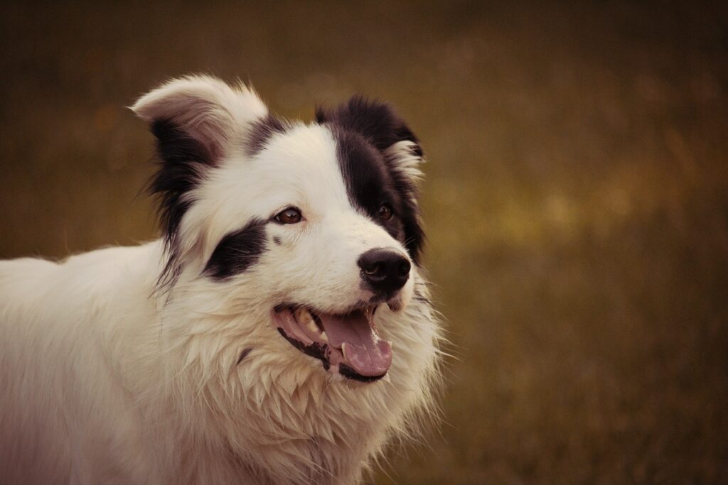 spotty dog
