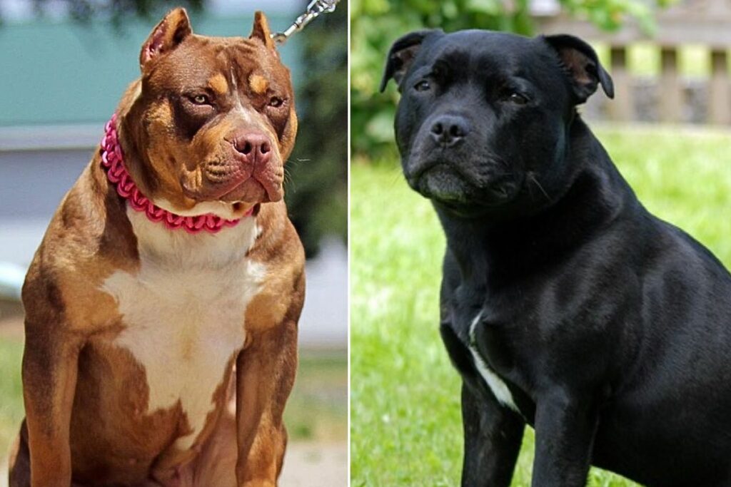 staffy vs pitbull