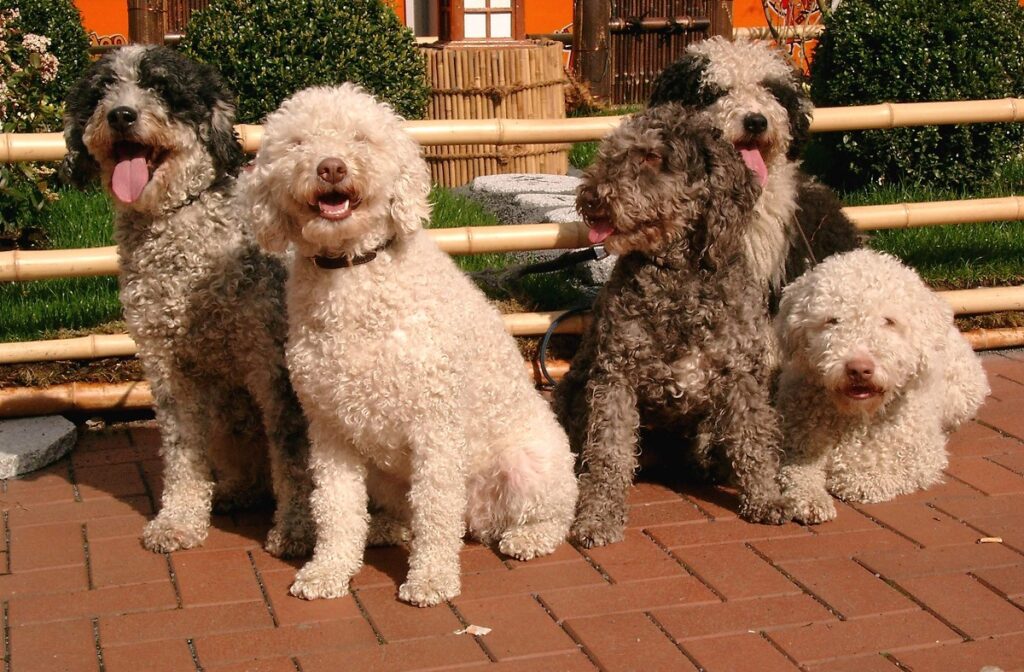 swimming dogs
