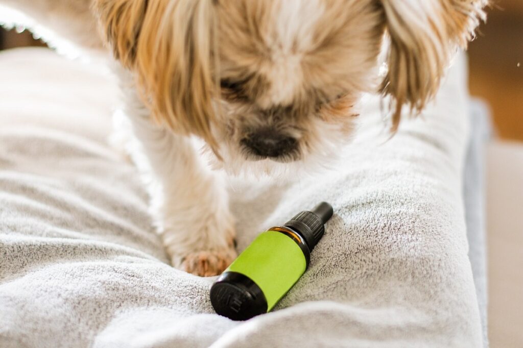 symptoms of too much cbd in dogs
