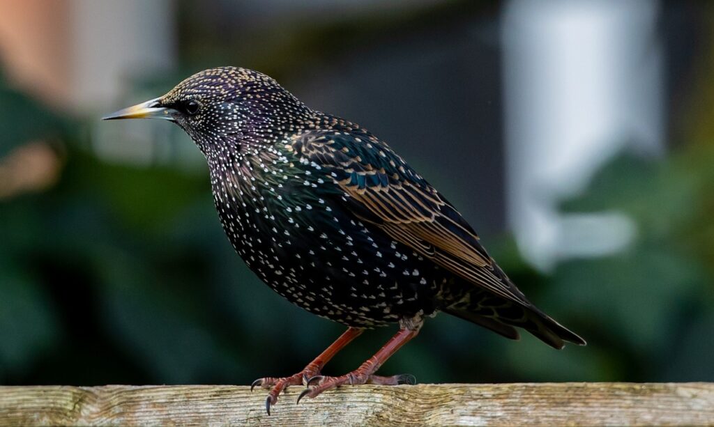 talking bird breeds