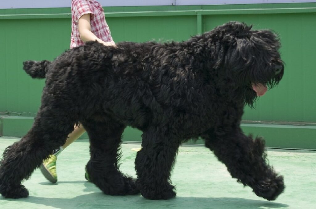 tall black dog
