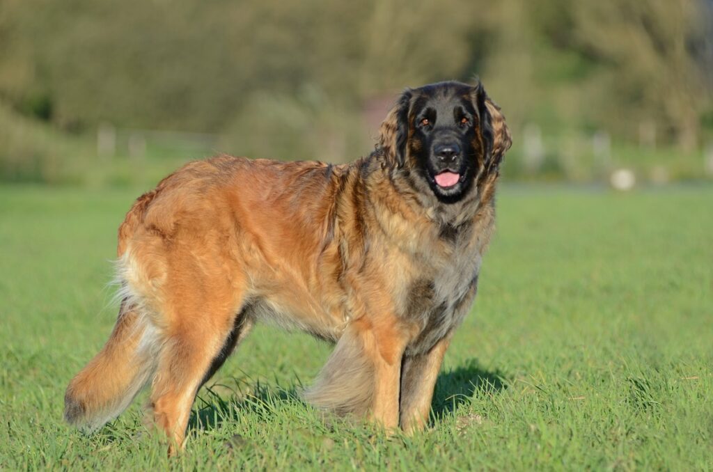 tallest dog breed in the world
