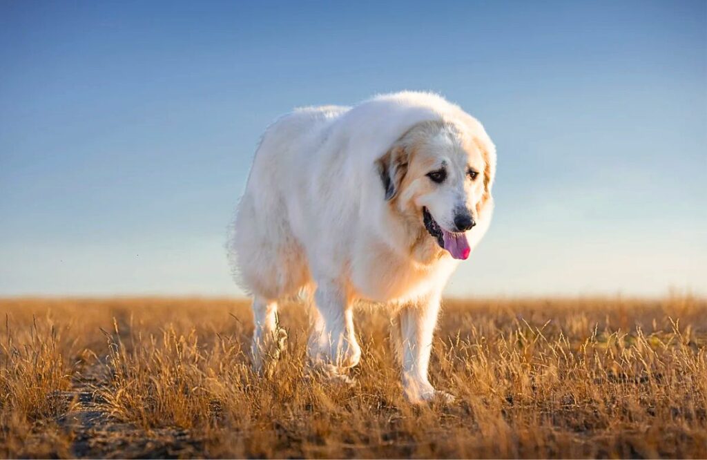 tallest dog breeds
