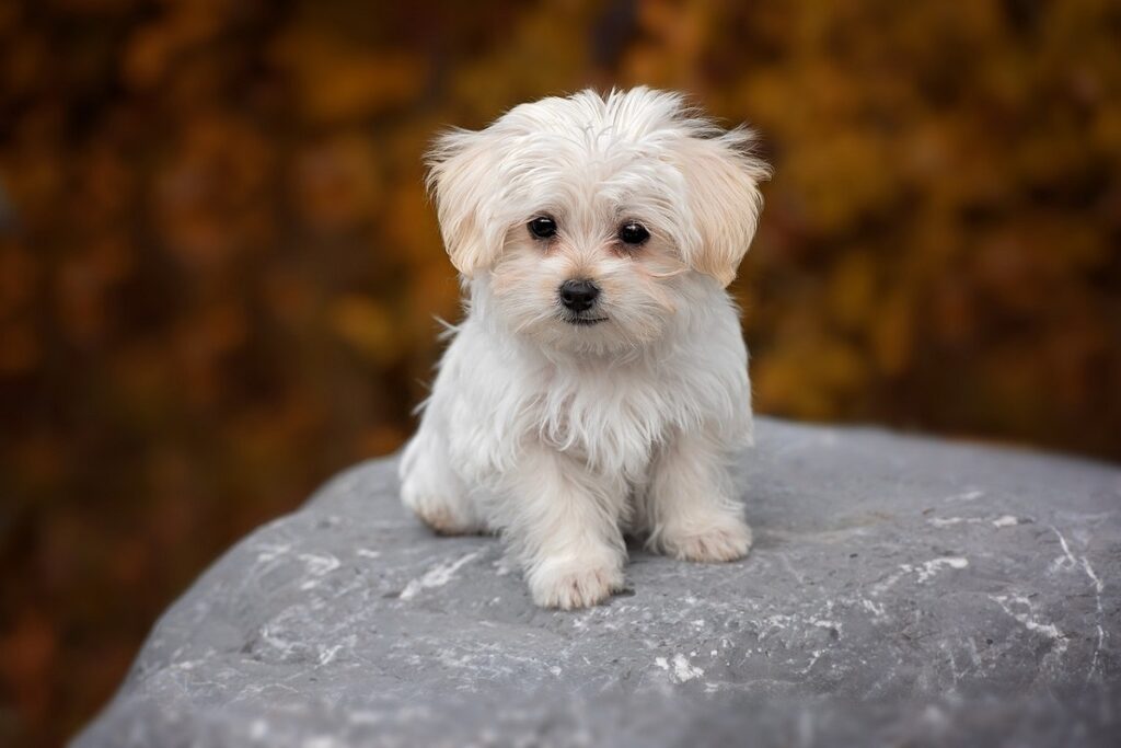 tea cup puppy
