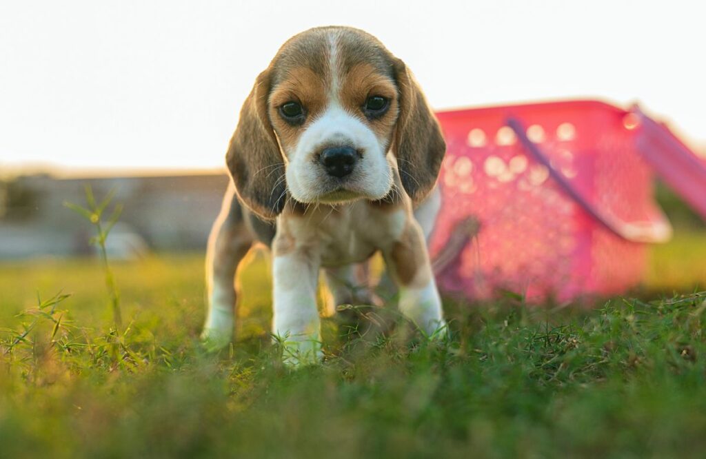 teacup dog breeds
