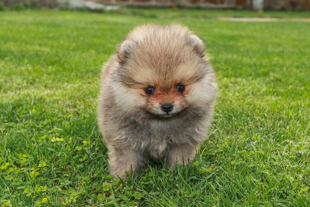 teacup dogs
