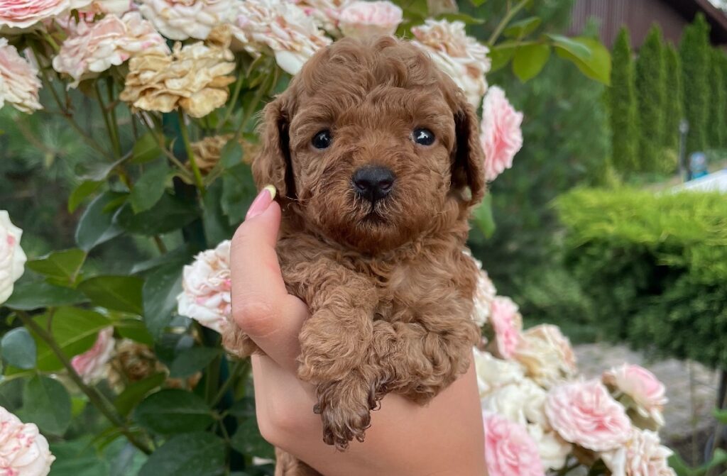 teacup poodle