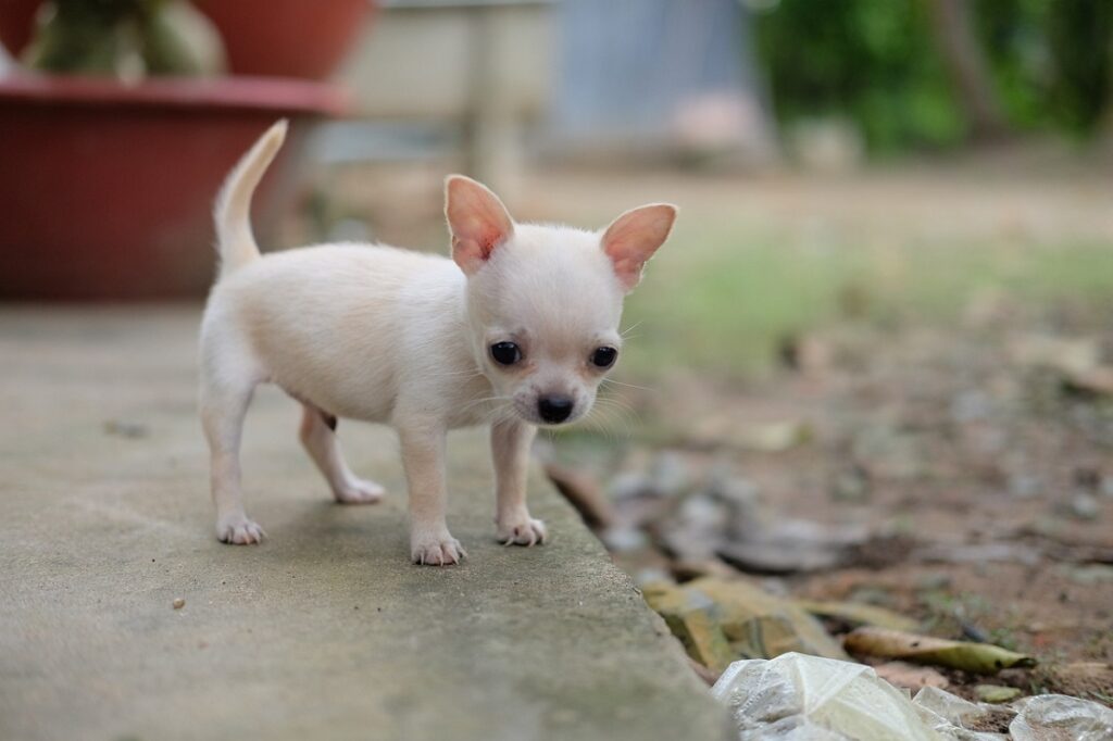 teacup puppies
