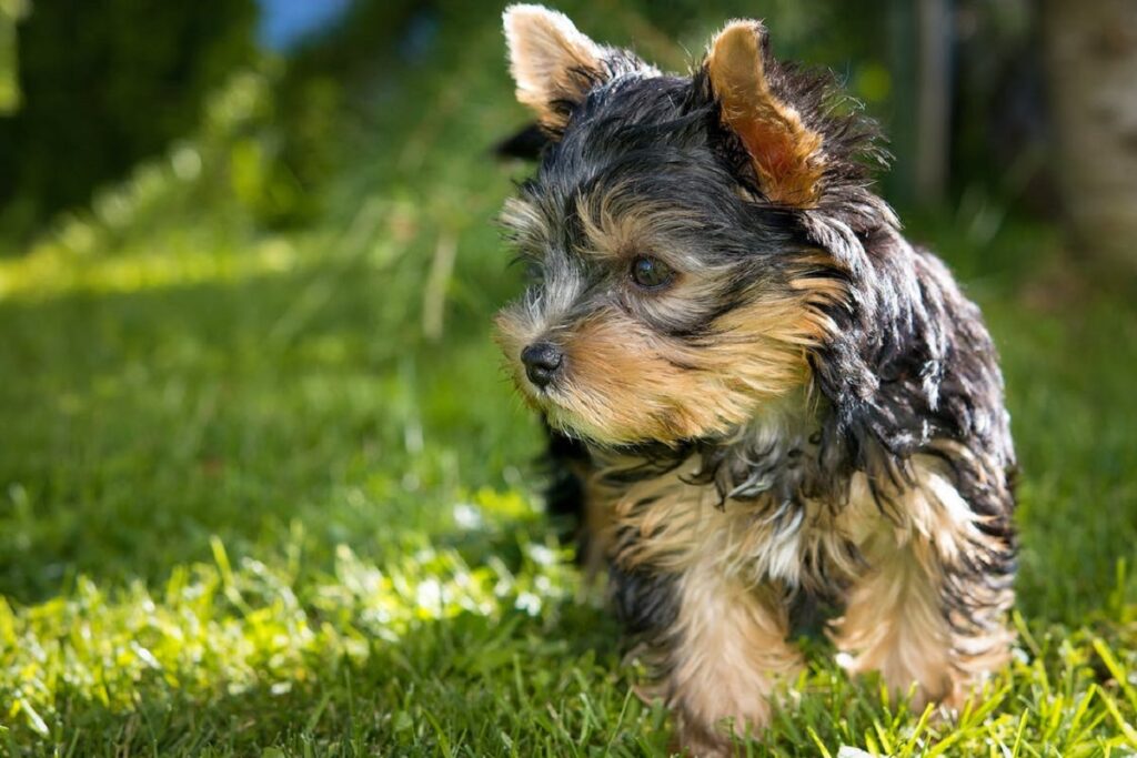 teacup puppy
