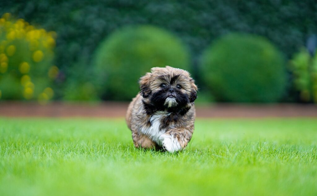 teacup small fluffy dogs
