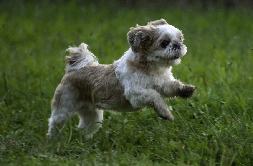 teddy bear breed
