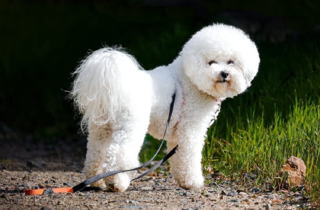 teddy bear dog
