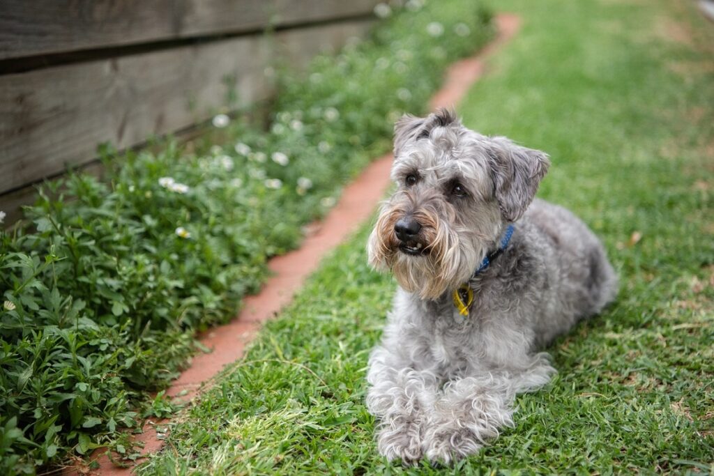 teddy bear dog full grown
