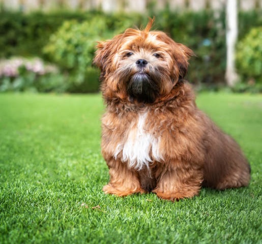 teddy bear dogs
