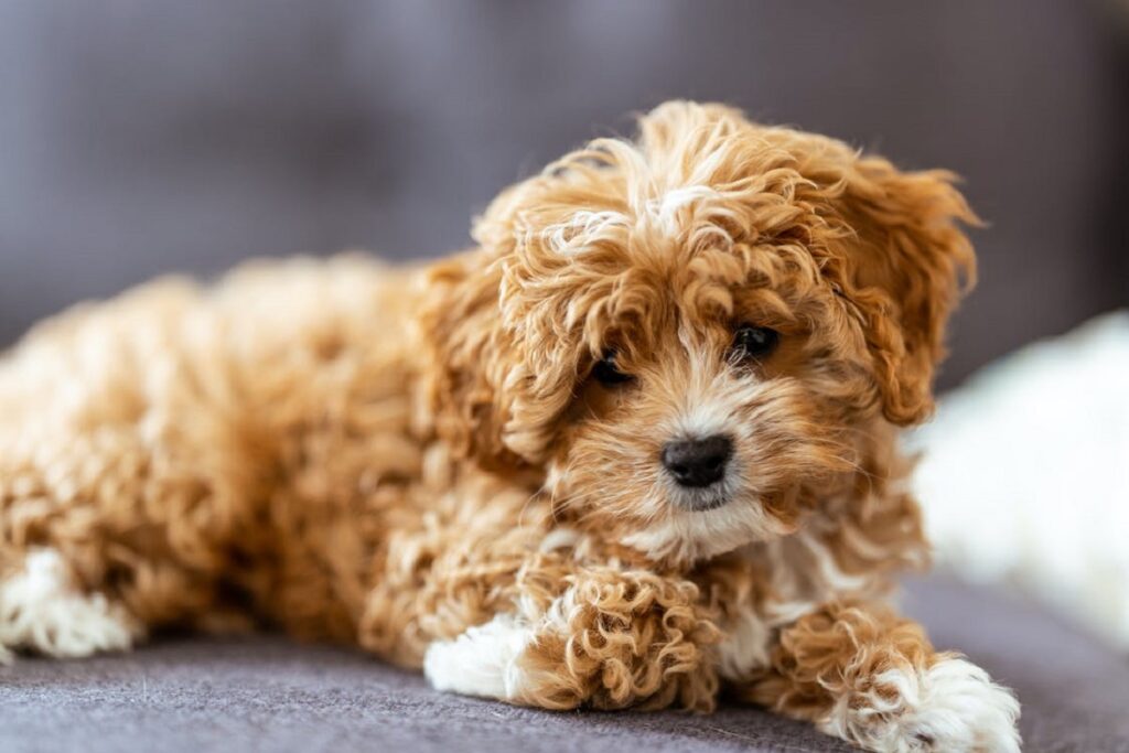 teddy bear puppy
