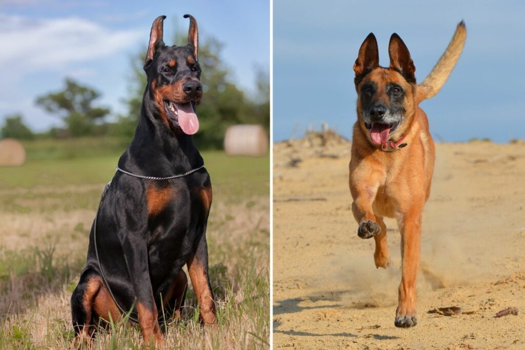 doberman vs belgian malinois
