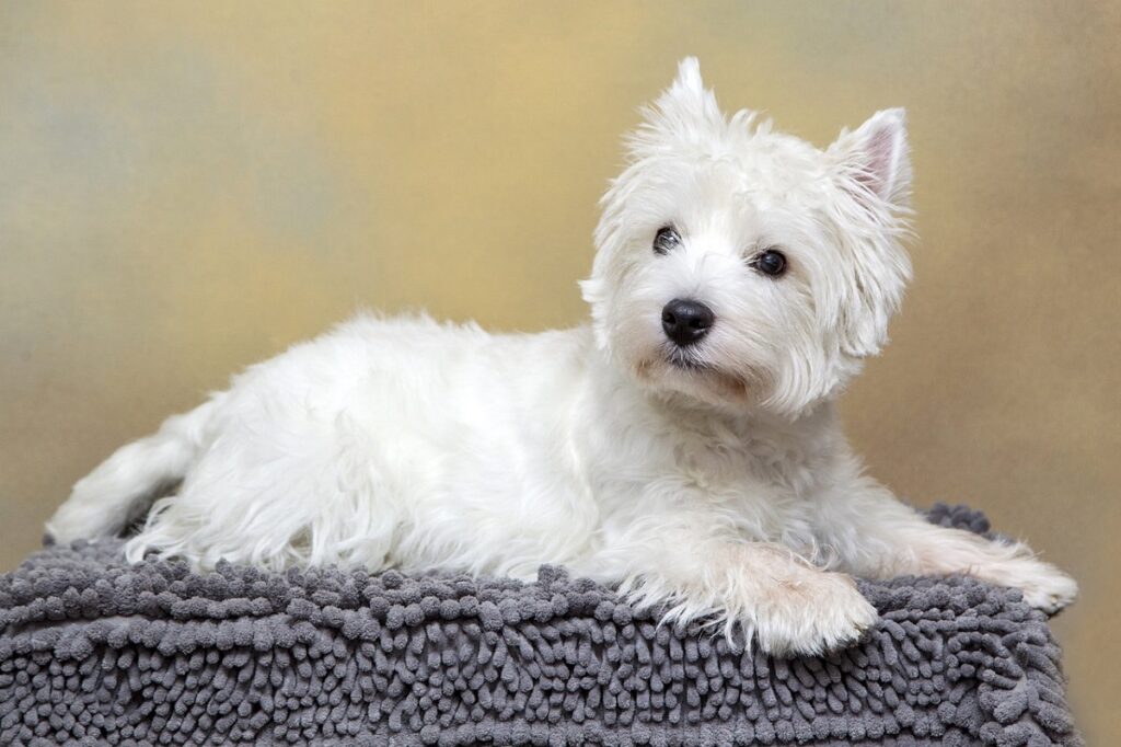 tiny fluffy white dog
