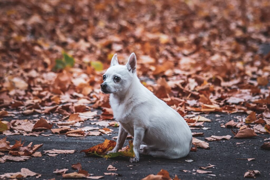 tiny white dog breeds
