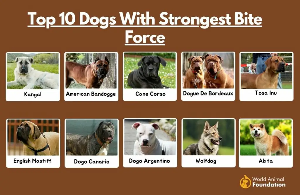 Dogs with Strongest Bite Force