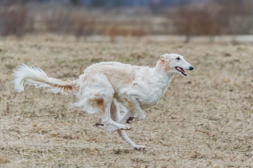 top 10 fastest dog breeds
