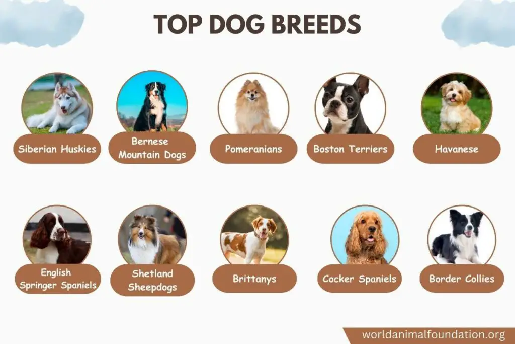 top dog breeds