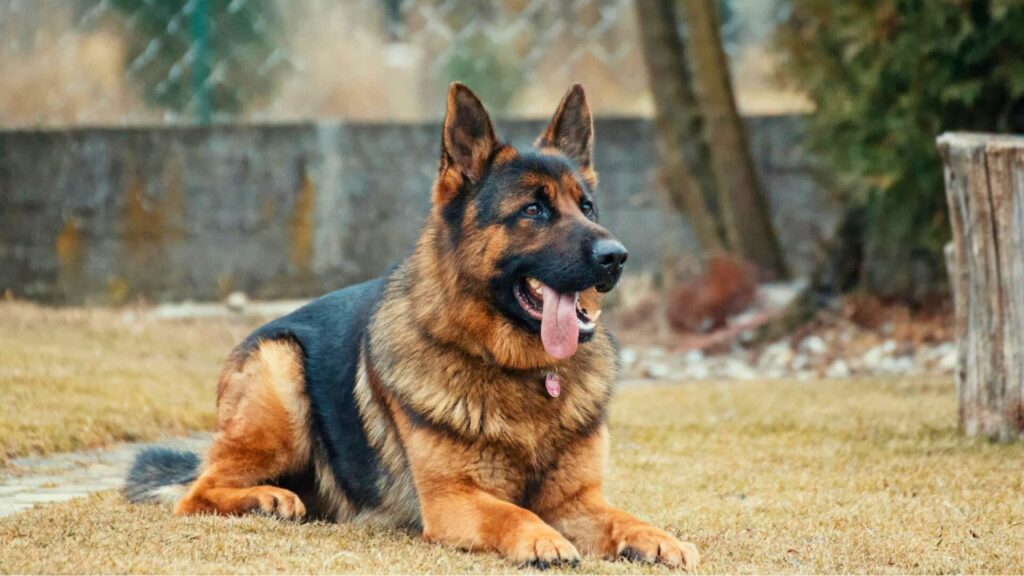 top guard dog breeds
